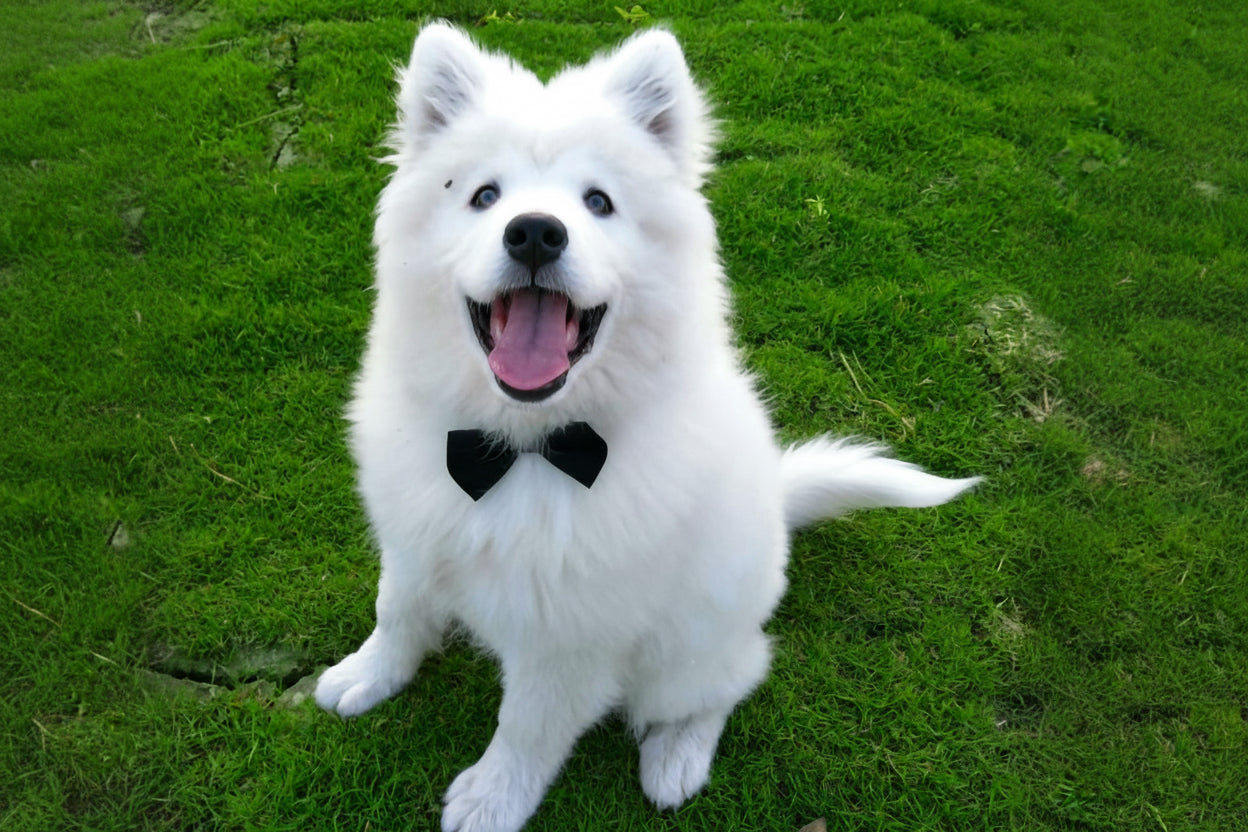 Pets Dog-Cat Bow Tie Adjustable